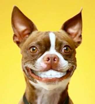 Perrolocou Profile Picture