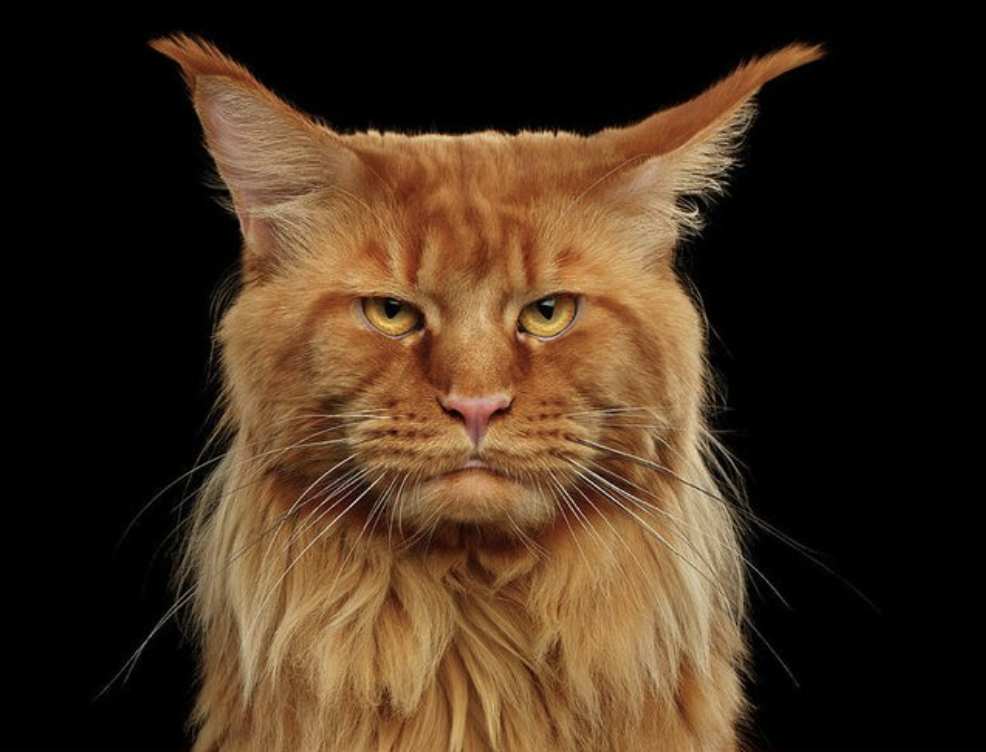 Margaret Fergieson Profile Picture