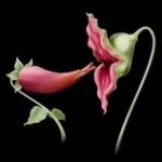 Edgardo Semeraro Profile Picture