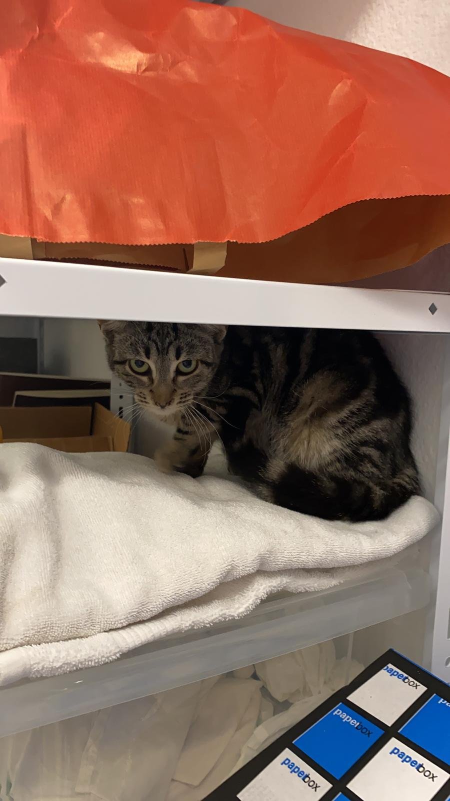 Lionel Perez Profile Picture