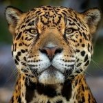 joe Lee Profile Picture