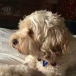 Dante Cantilo Profile Picture