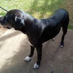 Gerson Amado Profile Picture