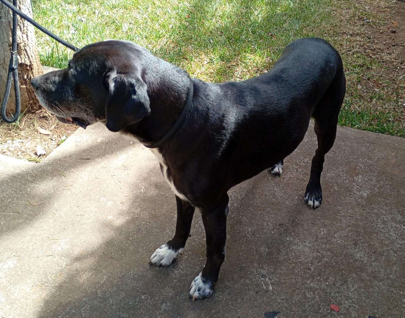 Gerson Amado Profile Picture