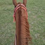 Rama Profile Picture
